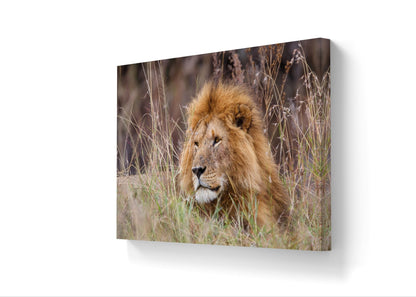 Lion Canvas Print - HD Printing