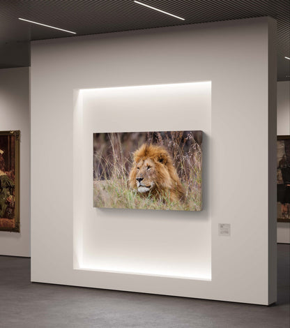 Lion Canvas Print - HD Printing