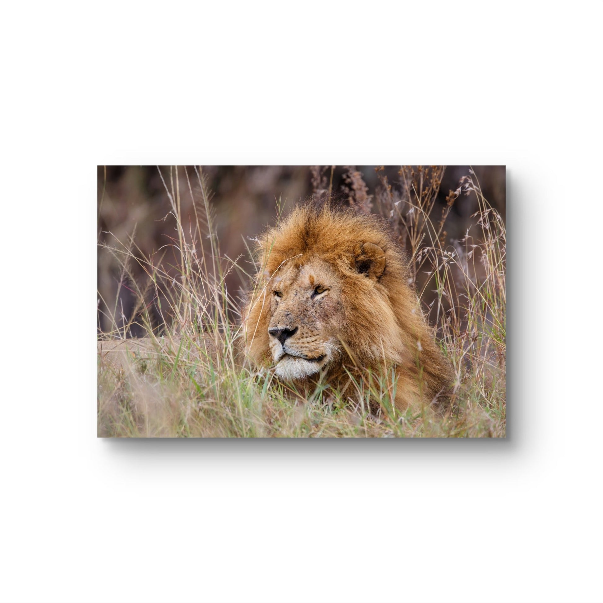 Lion Canvas Print - HD Printing