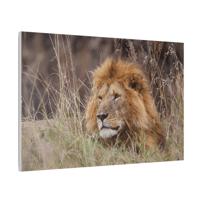 Lion Canvas Print - HD Printing