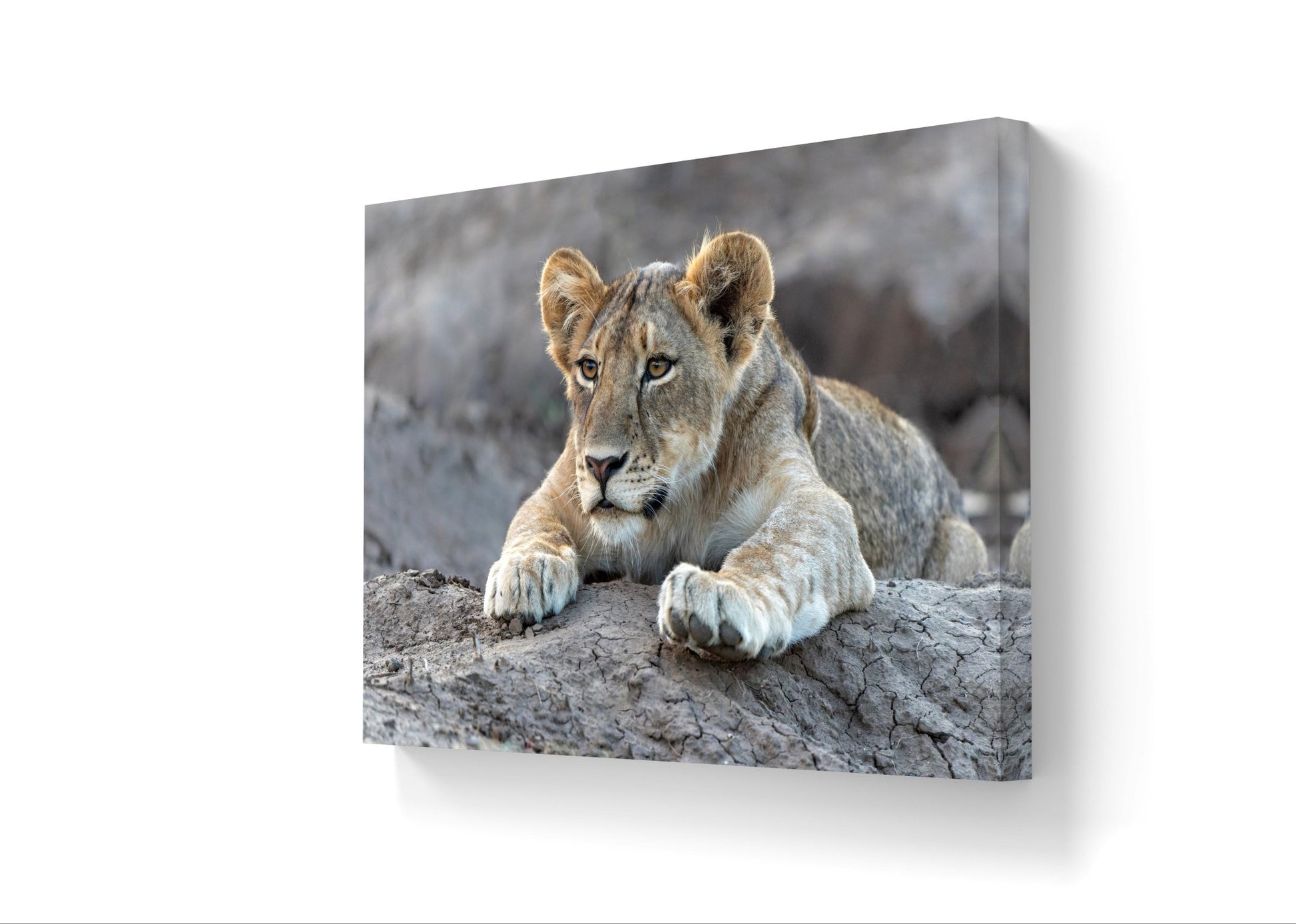 Lion Cub Canvas Print - HD Printing