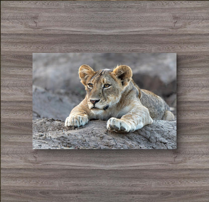 Lion Cub Canvas Print - HD Printing