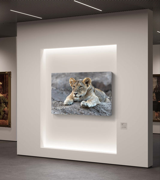 Lion Cub Canvas Print - HD Printing