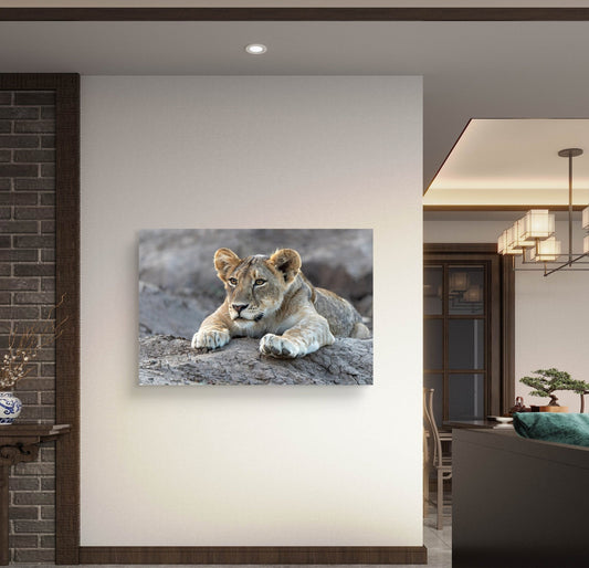 Lion Cub Silk Poster - HD Printing