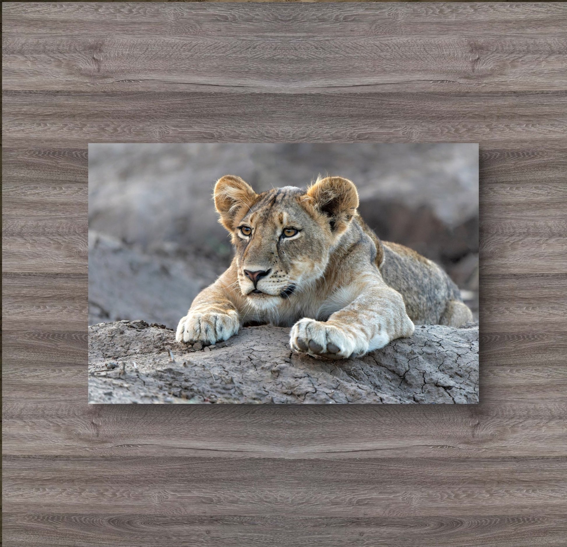 Lion Cub Silk Poster - HD Printing