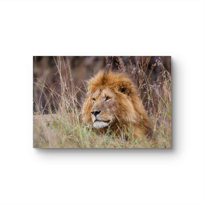 Lion Silk Poster - HD Printing