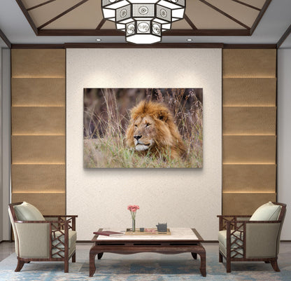 Lion Silk Poster - HD Printing