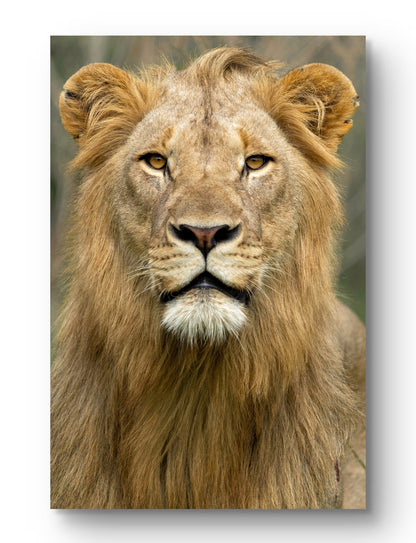 Male Lion Fine Art Poster - HD Printing
