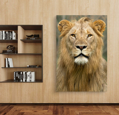 Male Lion Fine Art Poster - HD Printing