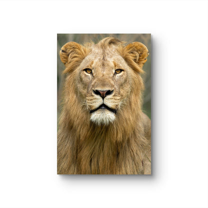 Male Lion Fine Art Poster - HD Printing