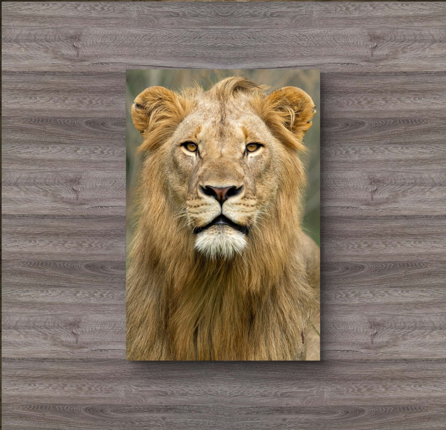 Male Lion Fine Art Poster - HD Printing