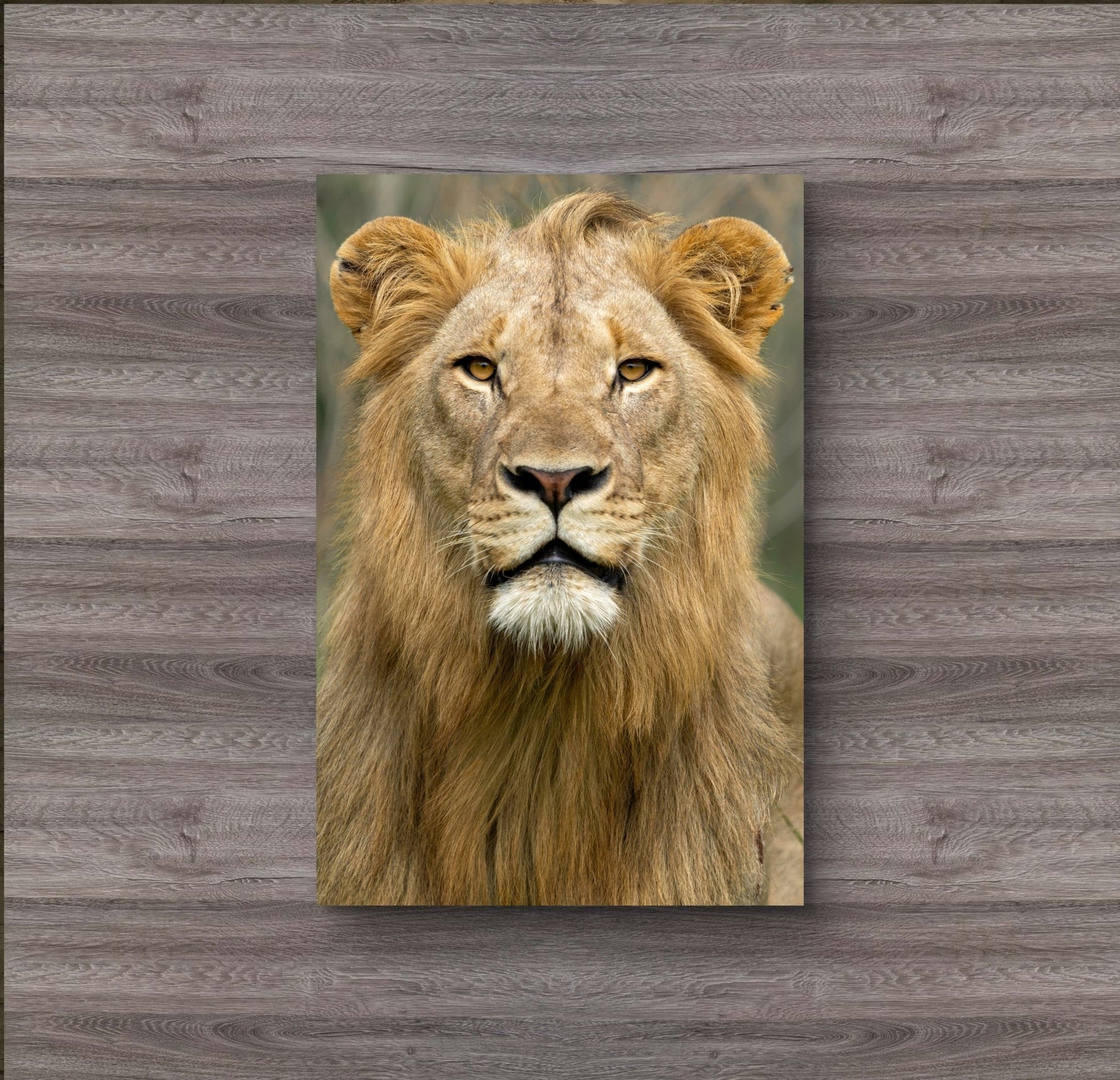 Male Lion Fine Art Poster - HD Printing