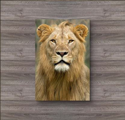 Male Lion Fine Art Poster - HD Printing