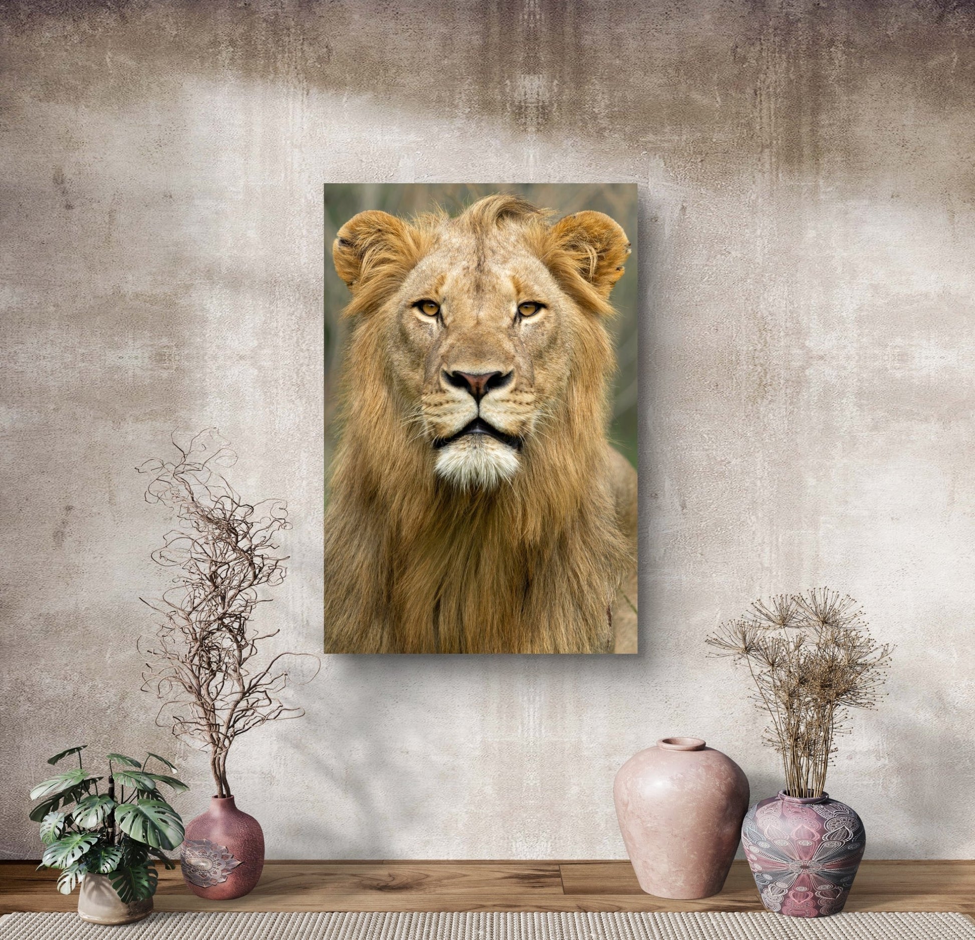 Male Lion Fine Art Poster - HD Printing