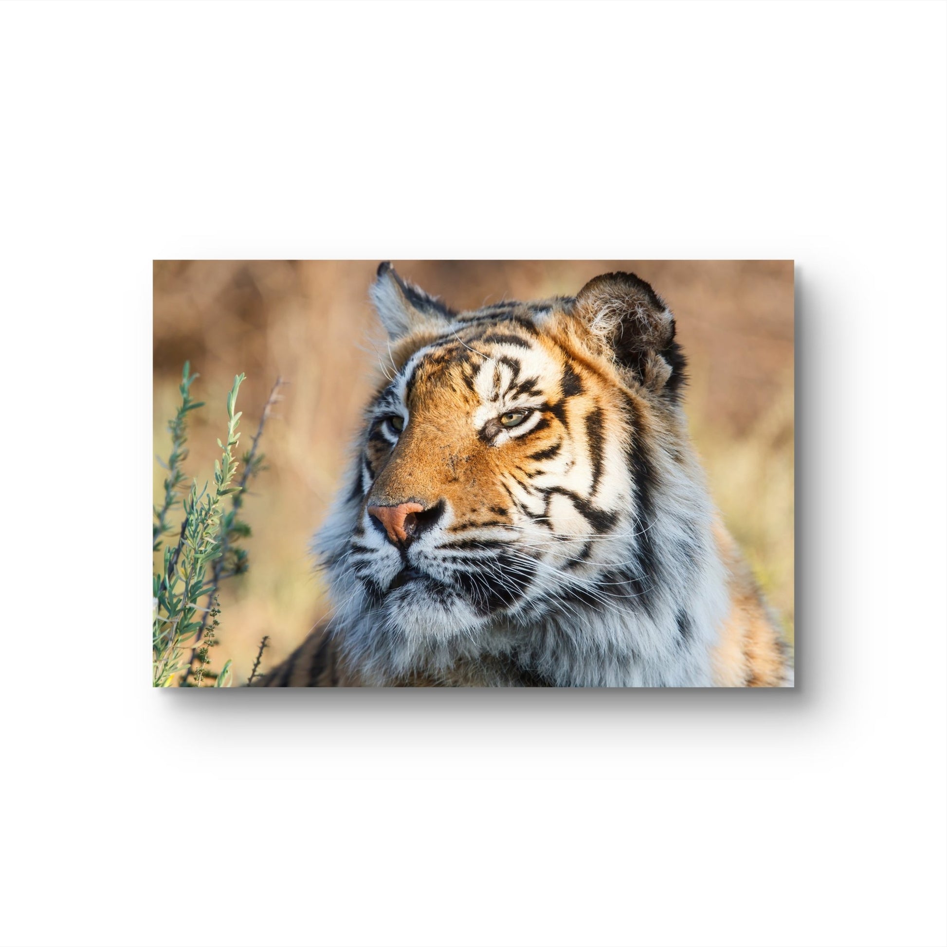 Tiger Canvas Print - HD Printing