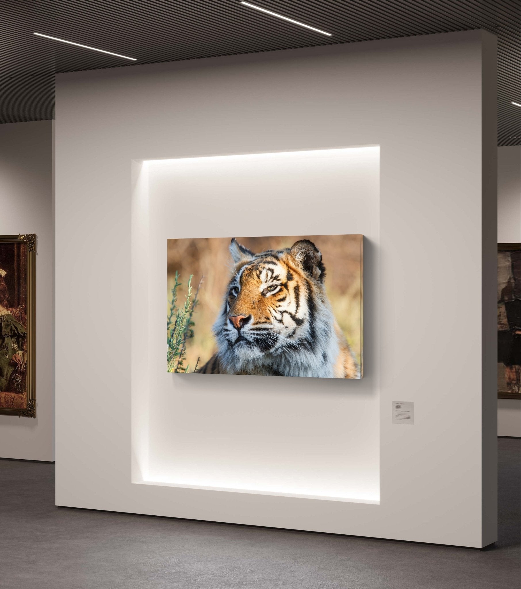 Tiger Canvas Print - HD Printing