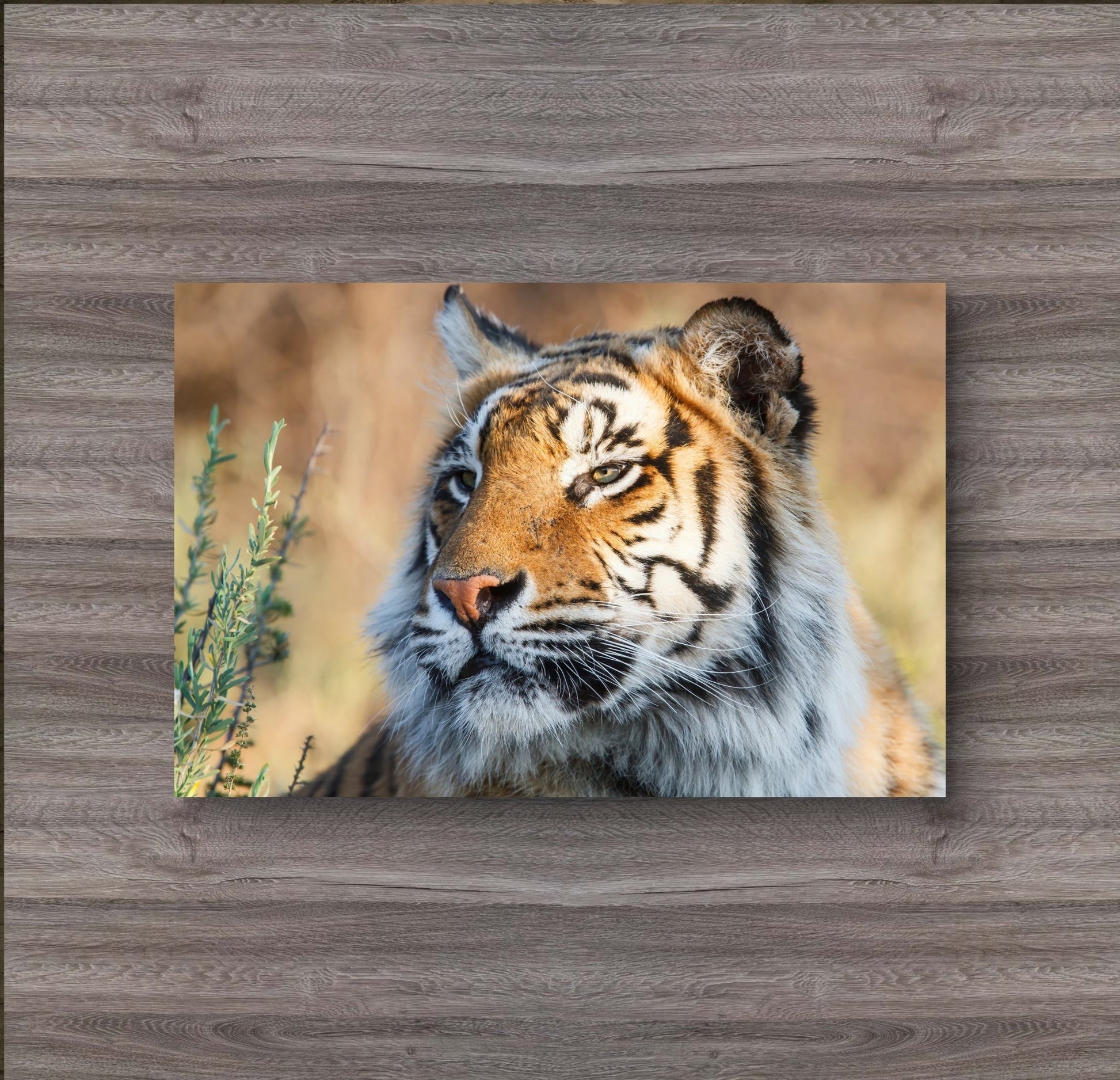 Tiger Canvas Print - HD Printing
