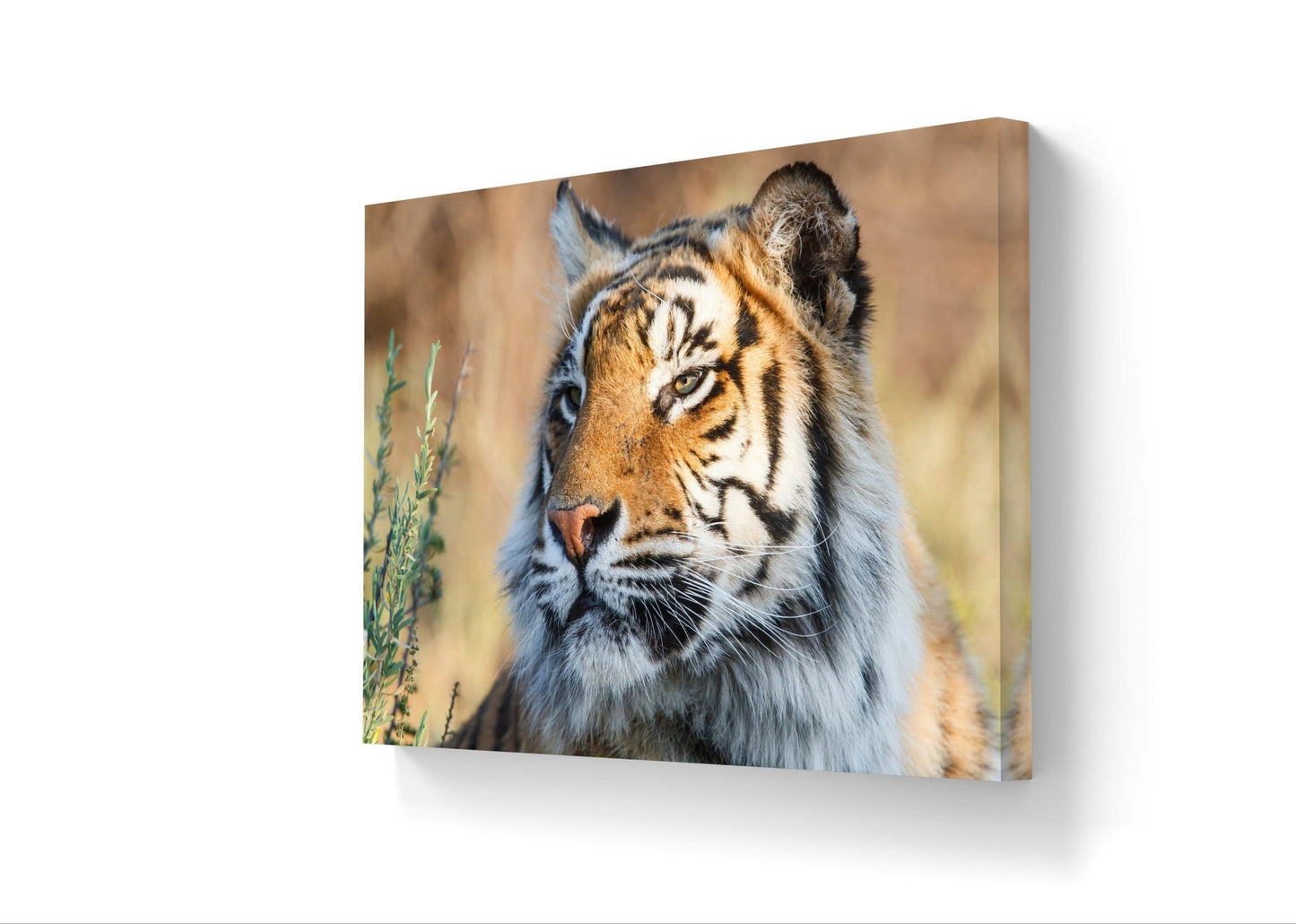 Tiger Canvas Print - HD Printing