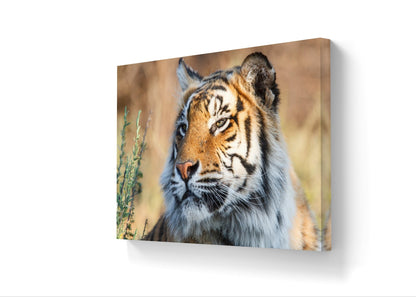 Tiger Canvas Print - HD Printing