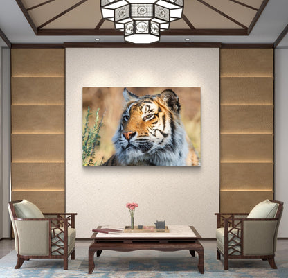 Tiger Silk Poster - HD Printing